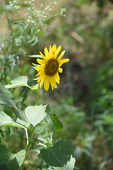 Closeup of a sunflower growing in a field of sunflowers during a nice sunny summer day, Sunflower natural background. flower blooming, Beautiful field of blooming sunflowers, Chakwal, Punjab, Pakistan