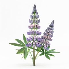 Obraz premium lupine isolated on white background