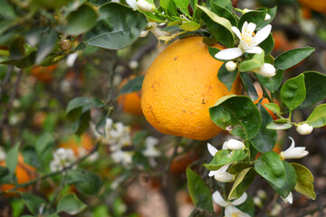ripe oranges on tree, close-up of a beautiful orange tree with orange, fruit hanging on a tree, Close-up of ripe oranges hanging on a tree in an orange plantation garden, Chakwal, Punjab, Pakistan