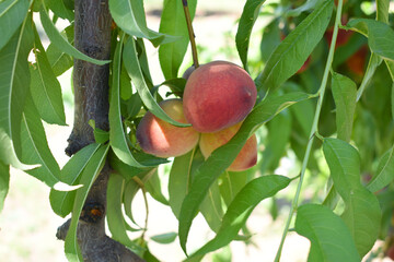 Fresh young unripe Peach fruits on a tree branch with leaves closeup, A bunch of unripe Peaches on...
