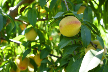 Fresh young unripe Peach fruits on a tree branch with leaves closeup, A bunch of unripe Peaches on a branch, beautiful delicious fruit peaches on the tree, peach fruits grow on a peach tree branch