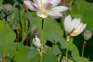スズメと蓮の花02