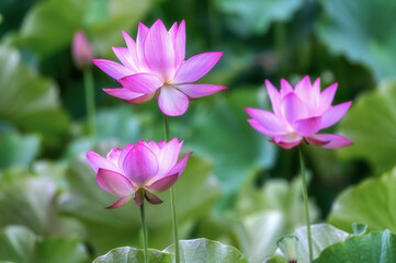 茨城県大子町　芦野倉ハスの里　満開の蓮田
