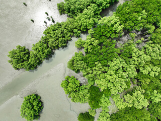Aerial top view of green mangrove forest. Mangrove ecosystem. Natural carbon sinks. Mangroves...