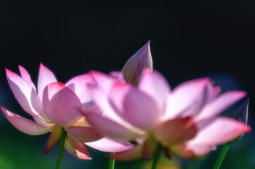 茨城県大子町　芦野倉ハスの里　満開の蓮田

