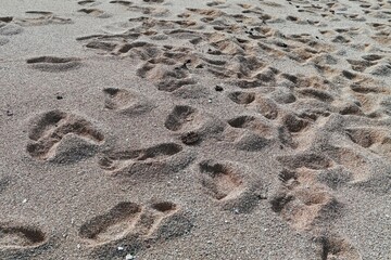 Copy the image of footprints made by people on the sandy beach. Footprints on wet sand, background texture. beach sand with so many footprints Background.
