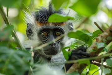 Obraz premium An endangered Zanzibar red colobus monkey, Procolobus kirkii, on Zanzibar, Tanzania.