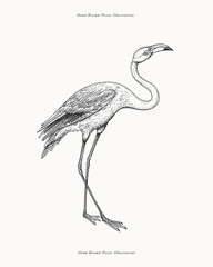 Graceful flamingo. Exotic bird in engraving style. Vector illustration on a light isolated background. © KOSIM