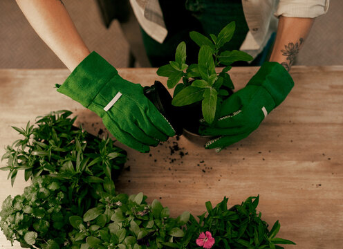 Hands, florist and table with plant in home for gardening, eco friendly and environmental. Person, gardener and horticulturist for green project or sustainability and greenhouse for natural growth