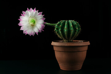 Blooming cactus echinopsis on a black background