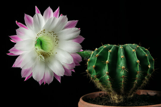 Blooming cactus echinopsis on a black background