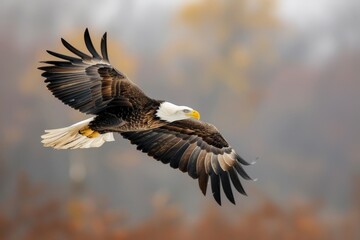 Obraz premium Bald eagle (Haliaeetus leucocephalus) in flight