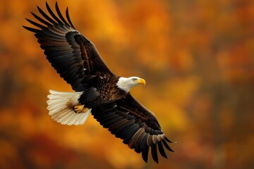 Obraz premium Bald eagle (Haliaeetus leucocephalus) in flight