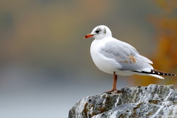Obraz premium Black-headed gull(Chroicocephalus ridibundus)