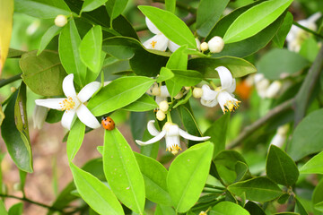 White little flower on orange tree, Blossoming orange tree flowers, closeup of Orange tree branches with white flowers, buds and leaves, Chakwal, Punjab, Pakistan