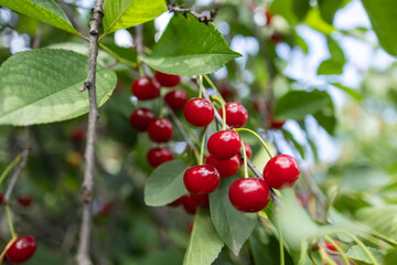 Bunch of fresh ripe and tasty red cherries on tree branch with green leaves for harvest in fruit garden