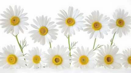 Fototapeta premium A row of daisies on a white background