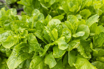 Green salad or lettuce leaves in garden, homegrown produce in back yard, closeup with selective focus