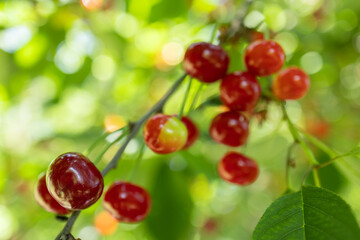 Ripe cherry in garden. Tree of red berries on green leaves background