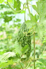 Bitter gourd or Green Bitter gourd hanging from a tree on a vegetable farm, ripe bitter gourd...
