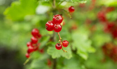 branch of ripe red currant in a garden on green background