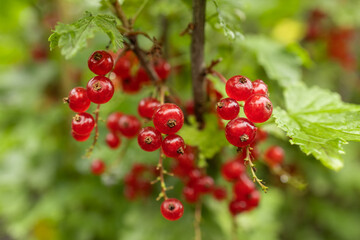 Fototapeta premium branch of ripe red currant in a garden on green background