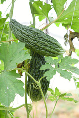 Bitter gourd or Green Bitter gourd hanging from a tree on a vegetable farm, ripe bitter gourd hanging from its vine within a greenhouse environment, Vegetable farm. Agriculture. Bitter gourd plant