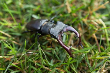 Macro of big stag beetle Lucanus cervus in attitude of combat over green forest background
