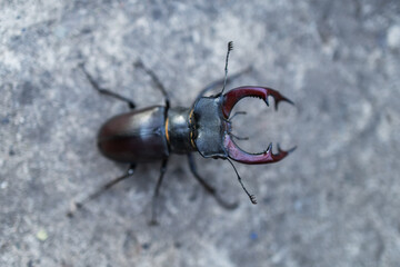 The European stag beetle Lucanus cervus: portrait of the body and of its enlarged mandibles