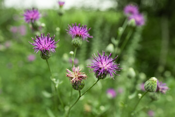 Centaurea scabiosa subsp. apiculata, Centaurea apiculata, Compositae. Wild plant shot in summer.