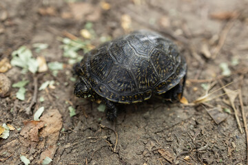 European pond turtle Emys orbicularis. Close-up of a river turtle basking in the sun. Summer, sunny day, close-up.