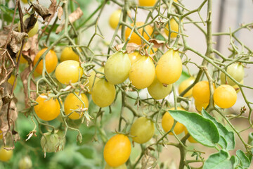 yellow cherry tomatoes on plant, Beautiful yellow ripe tomatoes grown in a greenhouse. Close up yellow cherry tomato growing in field plant agriculture farm, tomatoe, Chakwal, Punjab, Pakistan