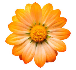 Vibrant Orange Daisy Flower in Full Bloom Against a White Background