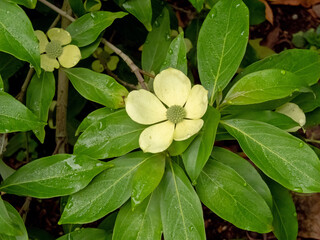 Cornus capitata or evergreen dogwood branch with flowers and leaves close-up.