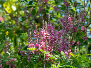 Indigofera tinctoria or true indigo plant branches with leaves and pink flowers in the sunny garden