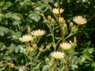 Andryala integrifolia or common andryala pale yellow flowers and fluffy buds.
