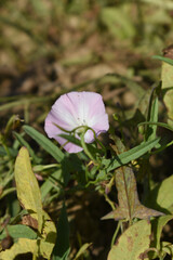 Field bindweed or Convolvulus arvensis or European bindweed or Creeping Jenny with open flowers surrounded with dense green leaves, closeup of Field bindweed flower
