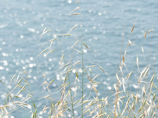 Sparkling summer vibe aesthetic background with dry herbs and blue glittering sea