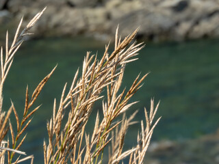 Brachypodium pinnatum, heath false brome or tor-grass plants on the blurred rocks and sea background