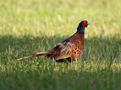 Un faisan m&acirc;le dans un pr&eacute; en &eacute;t&eacute; en Ile-de-France