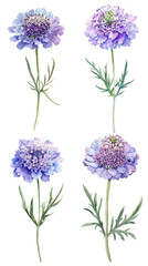 Watercolor Pincushion Scabiosa Flower on Clear Background