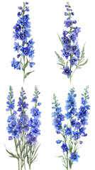 Obraz premium Watercolor Blue Larkspur Delphinium Flower On Transparent Background