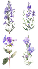 Obraz premium Watercolor Lavatera Flower On Clear Background