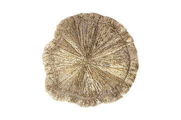 Pyrite Dollar mineral stone on a white background close-up
