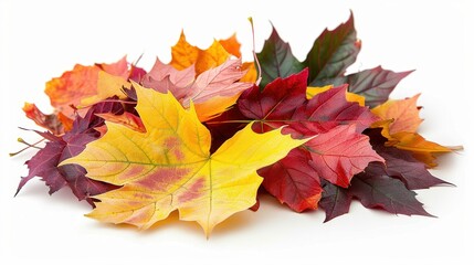 Fototapeta premium Pile of autumn colored leaves isolated on white background.A heap of different maple dry leaf,colorful autumn maple leaf in the fall season,autumn leaves are falling flying,Selective focus.