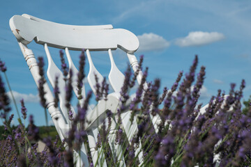 biały fotel na polu lawendy w letni słoneczny dzień na tle nieba © siwyk