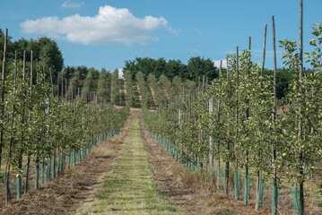 drzewka w sadzie owocowym na wzgórzu w słoneczny dzień © siwyk