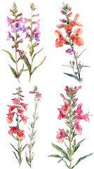 Watercolor Penstemon flower on transparent background