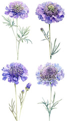 Watercolor Pincushion Scabiosa Flower on Clear Background
