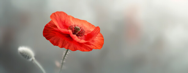Obraz premium Poppy Flower Background